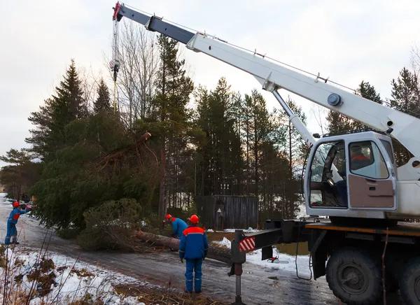 Quality Tree Service Springfield – Residential & Commercial