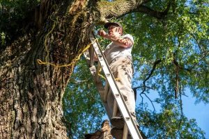 Storm Cleanup Tree Service South Lake Tahoe Codys Tree Service